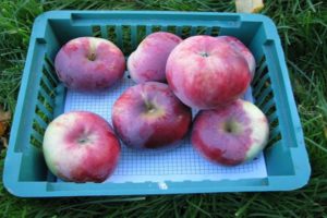 Characteristics and description of the variety of apple trees Memory of Kovalenko, pros and cons