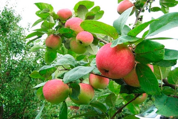 tirer de l'arbre