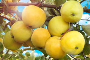 Characteristics and description of the variety of apple trees Papiroyantarnoye, features of cultivation and yield