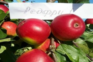 Description of the Red Free apple variety, advantages and disadvantages, favorable regions for growing