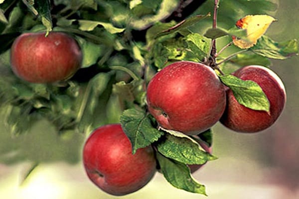 abundantly flowering crabapple