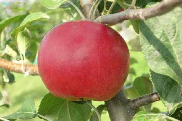 Descripción de la variedad de manzana Red Free, ventajas y desventajas, regiones favorables para el cultivo.