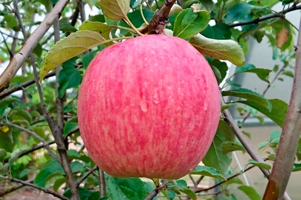 manzana rayada rossoshanskoe