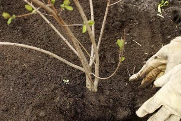 processus de plantation de pommes