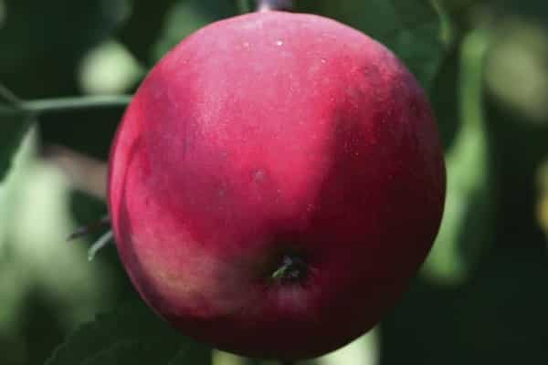 porter des fruits abondamment