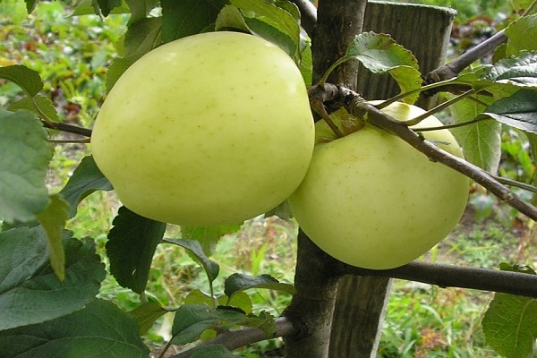 Árboles de manzana