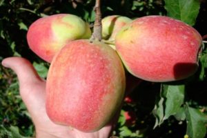 Description and characteristics of the Champagne apple variety, growing regions and yield