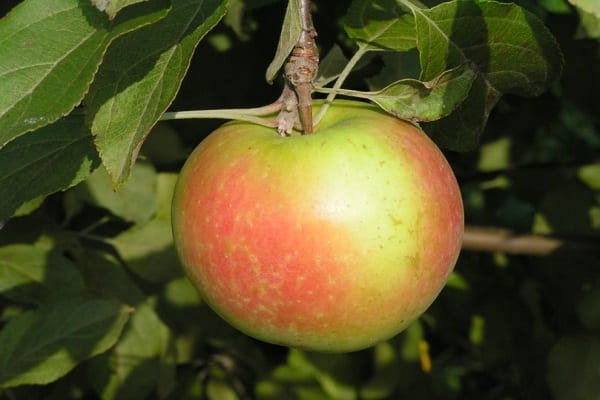 árboles de manzana, tellissaare