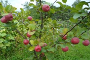 Characteristics and description of the Tellissaare apple variety, fruiting times and disease resistance