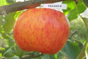 Description of the Celeste apple variety and disease resistance, winter hardiness