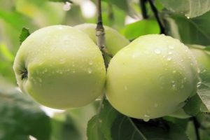 Characteristics and description of the variety of Jung's apple tree (Snow White), reviews of gardeners