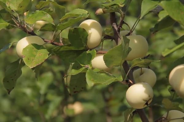 caractéristiques de la variété