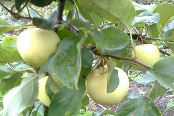 porte des fruits