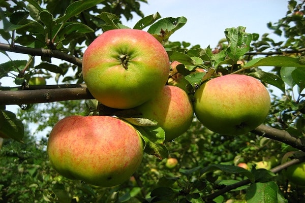  nous mangeons des pommes