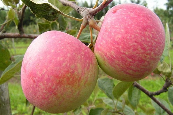 Descripción y características, la historia de la selección de la variedad Winter Beauty y reseñas de jardineros.