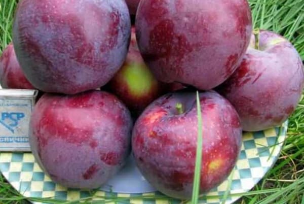 Williams Pride apples