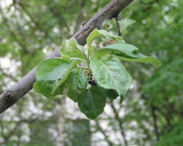 milky shine on an apple tree