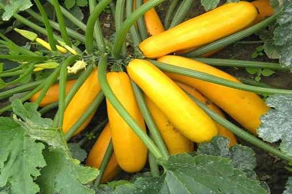 courgettes jaunes