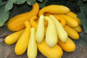 Description des meilleures variétés de courgettes jaunes pour la consommation et la culture