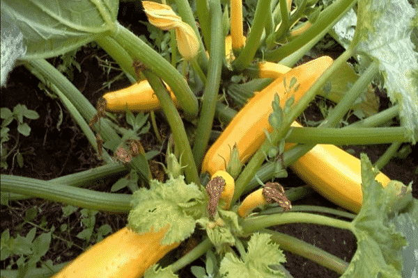 variétés de courgettes