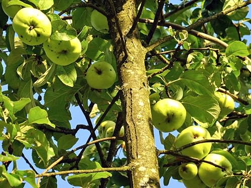 apple tree dawn of Altai