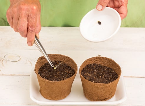 planting a watermelon