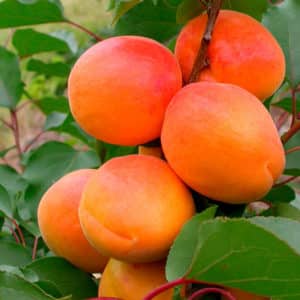 Description of the Apricot variety Aquarius, fruiting characteristics and disease resistance