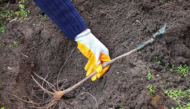 planting grapes