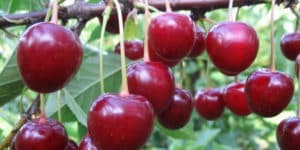 Description of the Vladimirskaya cherry variety, characteristics of fruiting and pollinators, planting and care