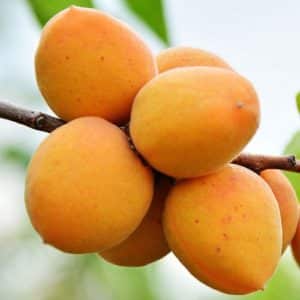 Characteristics of the variety of apricots Rattle, description of advantages and disadvantages, yield