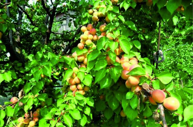 apricot tree