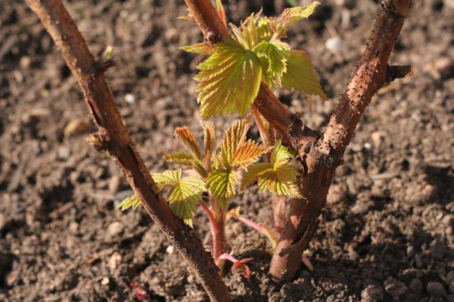 grape bush