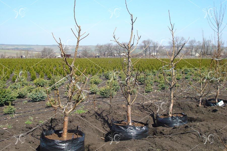 planting an apple tree