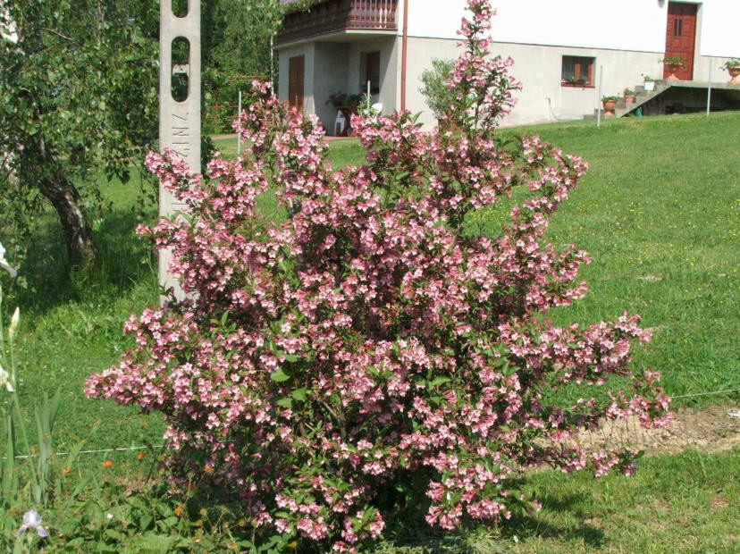 cerise en feutre natalie