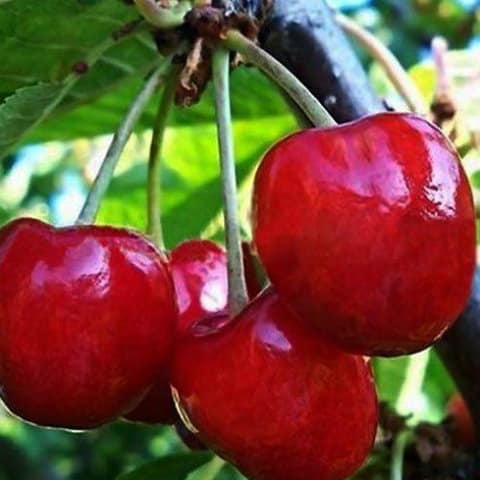 good cherry