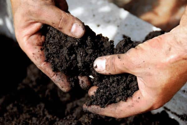 soil in hands