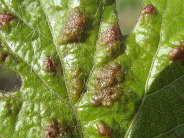 mite on grapes