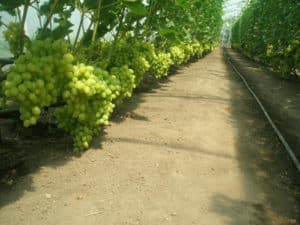 Technologie pour la culture du raisin dans une serre en polycarbonate, la taille et les soins