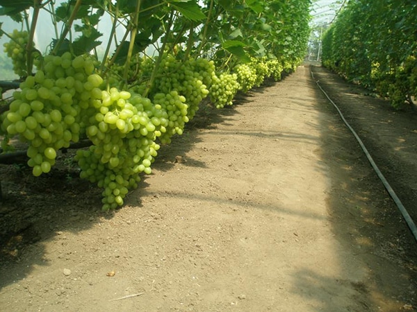 uvas en invernadero