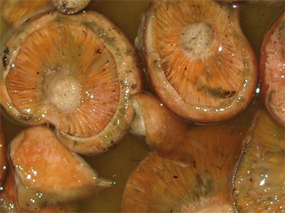 Champignons de Riga