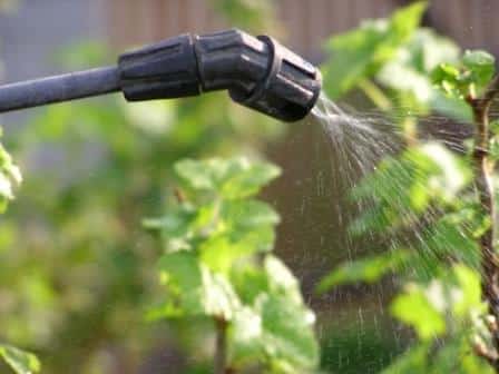 watering grapes