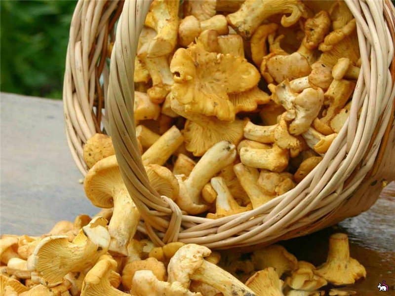 chanterelles