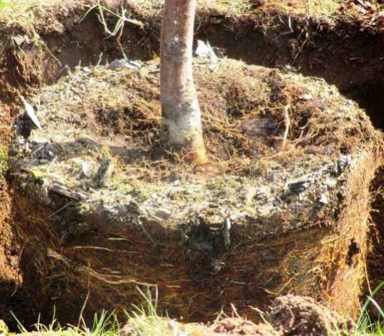 apple tree transplant