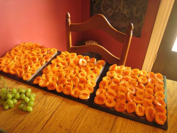 abricots sur une plaque à pâtisserie