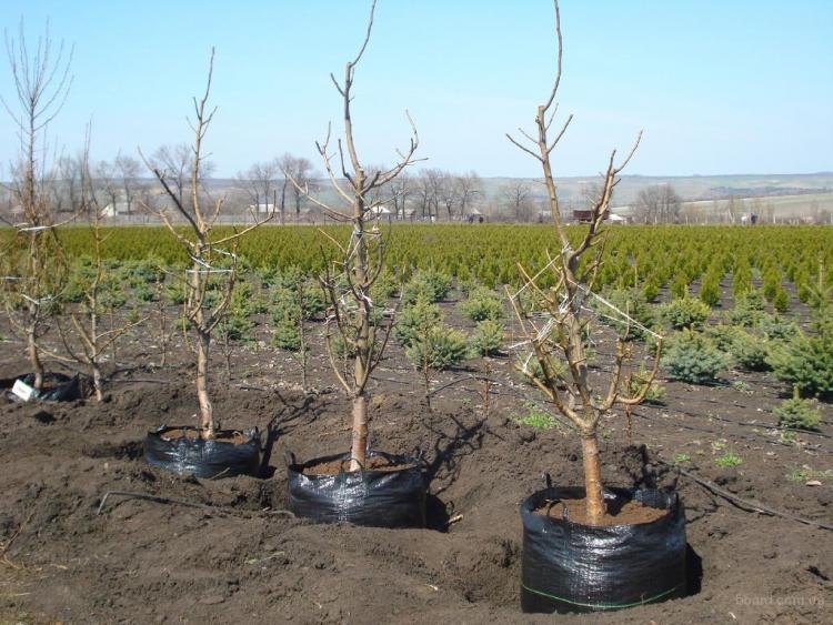 cherry seedlings