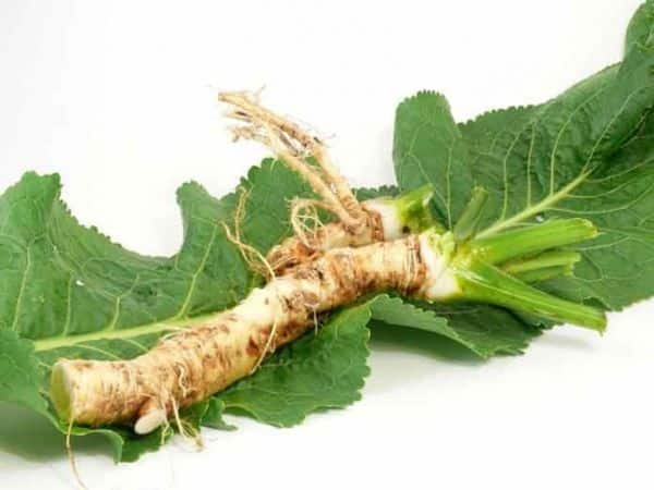 horseradish