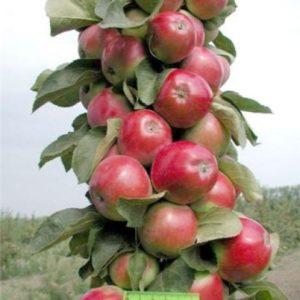 Description et caractéristiques de la pomme en colonne Monnaie, culture en région, plantation et entretien