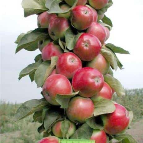 monnaie de pomme en colonne