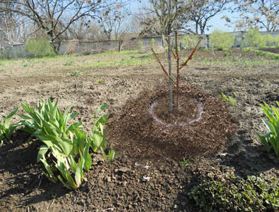 cherry transplant