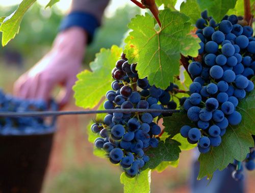 Tempranillo grape variety